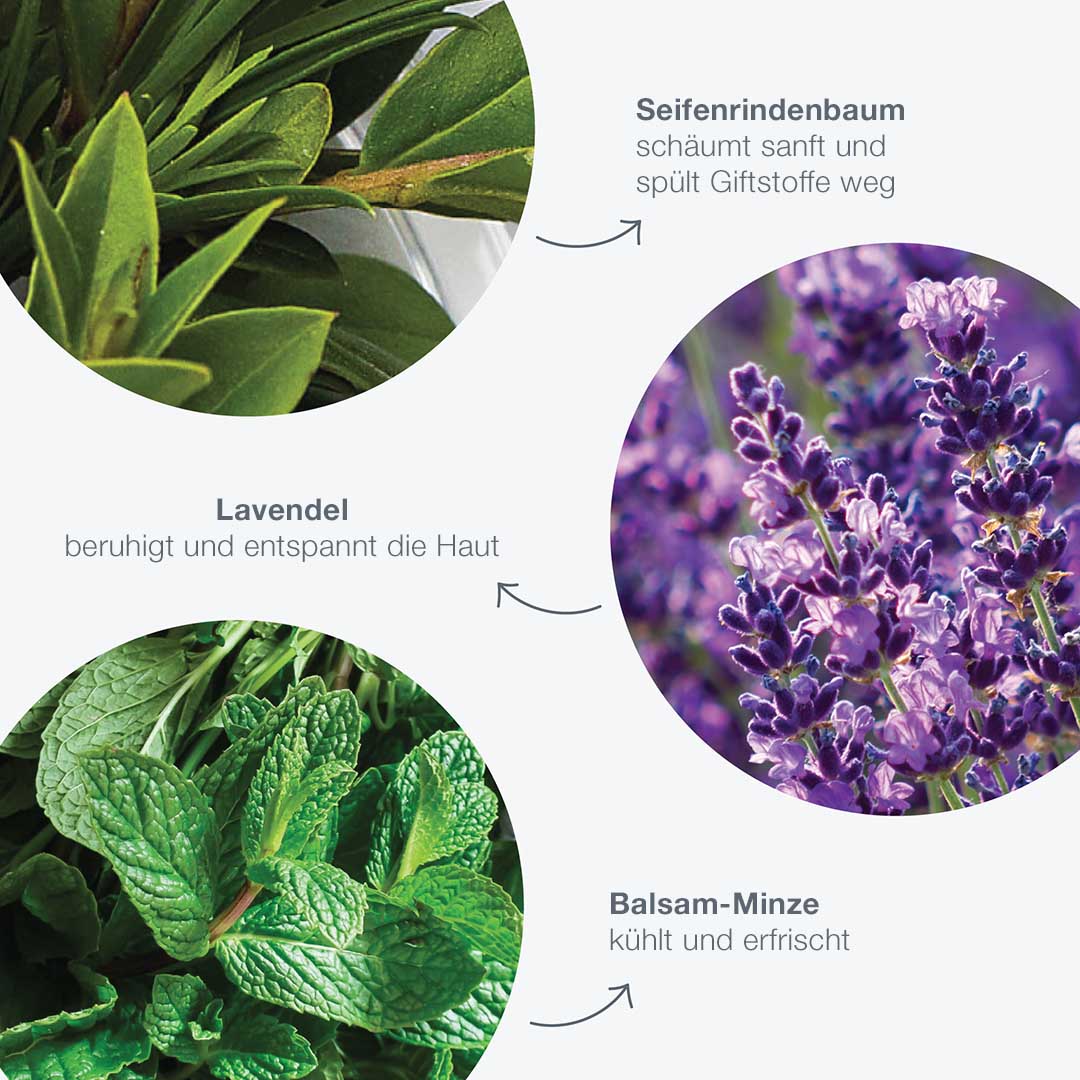 Nahaufnahmen von Seifenrindenbaumblättern, Lavendelblüten und Melissenblättern mit deutschen Bezeichnungen und Hautpflegevorteilen - perfekt für das Special Cleansing Gel und die natürliche Feuchtigkeitsbalance Ihrer Haut.